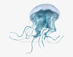 Sea Jellyfish On A Transparent Background Transparent Background Jellyfish Transparent 900x705 Png Download Pngkit Download free moon png with transparent background. transparent background jellyfish