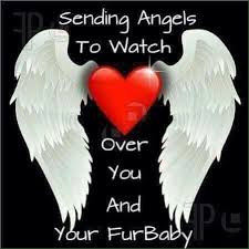 Sending Angels To Watch Over You Sick Pets Pet Loss Grief Dog Heaven