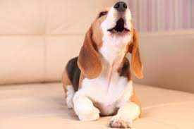 If puppies are left alone for long periods of time they get very upset and can bark compulsively. When Do Puppies Start Barking Dog Vocalization Development