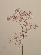 Pin By Nikolaeva Olga On Cvety Babys Breath Botanical Drawings Flower Drawing