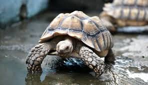 You have to make sure that you provide with clean water for your young sulcata tortoises. Sulcata Tortoise Care Guide Everything You Need To Know Everything Reptiles