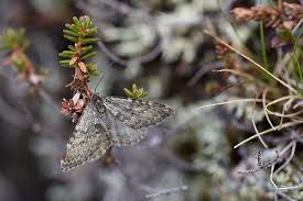 Image result for Entephria byssata