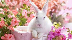 Paling keren 17+ gambar kelinci mewarnai. Terbaru 15 Gambar Hewan Kelinci Yang Lucu Hewan Peliharaan Gambar Kelinci Lucu Dan Keren Baju Wani Bunny Wallpaper Spring Flowers Wallpaper Spring Wallpaper