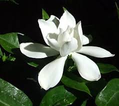 Image result for Gardenia transvenulosa