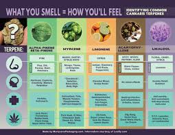 chart of terpenes and their identifying scents vaporents