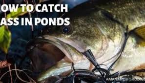 Bass Fishing Basics 7 Tips Every Beginner Should Know A Man His Rod In 2020 Largemouth Bass Fishing Bass Fishing Fall Bass Fishing