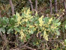 Image result for Searsia natalensis