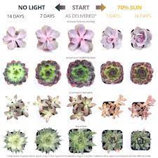 Because of the reduced light indoors, plants mature much more slowly. Using Sunlight To Get Colorful Succulents Mountain Crest Gardens