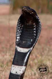 Die ringhalskobra kann ihr gift wie eine speikobra bis zu drei meter weit verspritzen. Rinkhals African Snakebite Institute