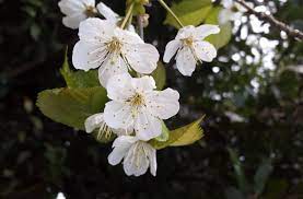 I don't want it to die. Bartenders Guide To Foraging Cherry Blossom
