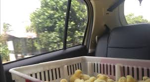 Parent stock anak ayam kampung mardi, baka ayam kampung keluaran mardi muazam shah. Pembekal Anak Ayam Terbaik Dari Ladang Home Facebook