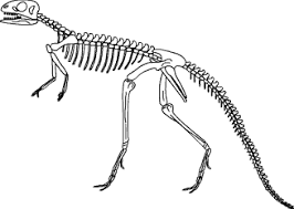 Das Dinosaurierskelett Im Kidsweb De