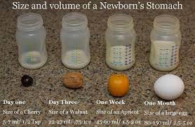Your Newborn S Stomach Days 1 10 Happy Milk Lactation Support