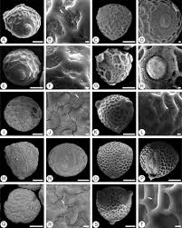 Image result for Eriosema pauciflorum