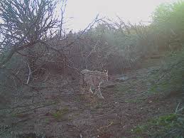 While the meaning of the colors has changed over time, these three colors were adopted by mexico following independence from spain during the country's war of independence. President Trump S Border Wall Forces Animals To Divert Around It See Them Caught On Camera The Washington Post