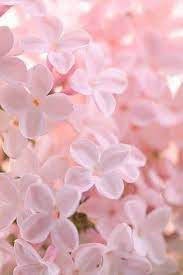 Mood board pastel aesthetic aesthetic pictures pink aesthetic rose aesthetic wallpapers pink peach aesthetic wall collage. Pin By Whatever On Flowering Beauty Flower Aesthetic Pink Flowers Pink Aesthetic
