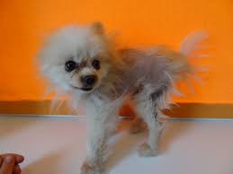 Alopecia In Pomeranian Best Vet Online