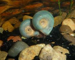 Blue Ramshorn Snail Schnecken