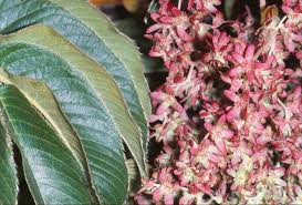 Image result for Hagenia