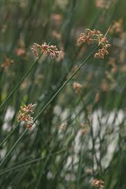Image result for Schoenoplectus sp.no.1