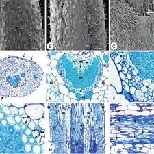 Image result for Conostomium zoutpansbergense