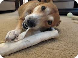 There are all account age and karma minimums to post. Raleigh Nc Corgi Meet Marcie A Pet For Adoption