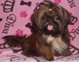 Shih Tzu Puppy For Sale In Dixon Il Adn 26692 On Puppyfinder Com Gender Female Age 5 Months Old Shih Tzu Puppy Shih Tzu Puppies For Sale