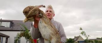 Toute L Actualite Lapin Jean Marc Morandini