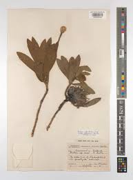 Image result for Protea welwitschii