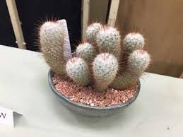 Bristol senior community center, 240 stafford ave., bristol, ct. Houston Cactus And Succulent Society
