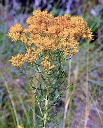 Image result for Euryops subcarnosus