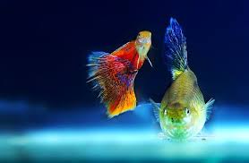 Many betta keepers decide to explore other fish that can live with bettas because their fish appears bored, or because they want to liven up their tank. What Fish Can Live With Neon Tetras 15 Not So Obvious Choices