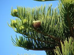 Image result for Araucaria columnaris