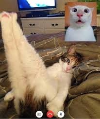 must know what a 7 sleeping position can mean about your cat cats and kittens kitten pictures animals