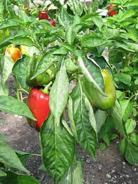 Diese wunderbare paprika kreuzung eine schöne helle rote reife. Yolo Wonder Robuster Gemusepaprika Roter Paprika