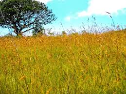 Image result for Monocymbium