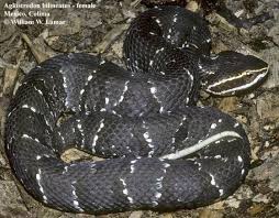 Image result for Conostomium zoutpansbergense