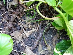 Rumput hias kebanyakan di manfaatkan sebagai hiasan taman, sedangkan untuk hiasan ruangan namun rumput grinting sangatlah bermanfaat untuk melindungi erosi pada tanah miring, karena. Mendarat Di Tanah Terbuka Dari Balean Dan Aturan Merawat Tanaman