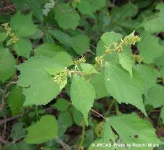 Image result for Triumfetta tomentosa