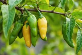 Image result for Capsicum annuum