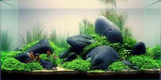 Annika Reinke And Aquascaping Aqua Rebell Aquascape Aquarium Aquascape Design Aquarium Design