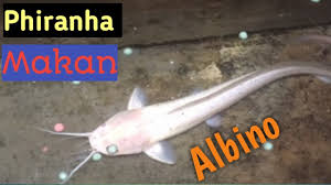 Ikan lele merupakan salah satu jenis ikan yang sangat populer di indonesia. Phiranha Makan Ikan Lele Albino Youtube
