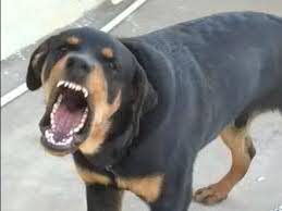 Browse 259 angry rottweiler stock photos and images available, or search for dui to find more great stock photos and pictures. Angry Rottweiler Youtube