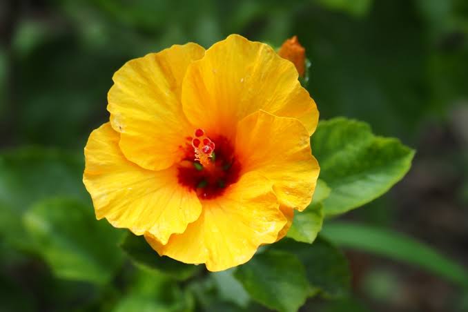 Hawaii State Flower: Yellow Hibiscus | Bouqs Blog