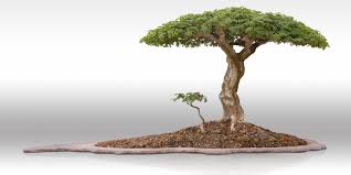 Our selection of easy to care for bonsai trees are right at home in your bonsai urn. The Ancient Art Of Bonsai At Wigert S Nursery