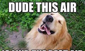 Npd is a holiday to celebrate puppies & encourage adoption around the globe. National Puppy Day Memes