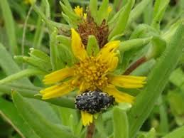 Image result for Guizotia scabra