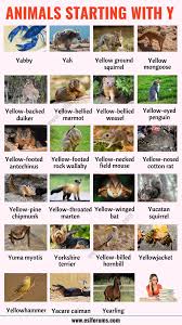 Animals that Start with Y in English - ESL Forums