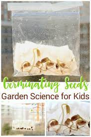 The seed bag contains a seed of the plant harvested, and can only be replanted on another crop. Science In A Bag Science For Kids Science Experiments Kids Germinating Seeds