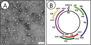 Top 10 Plant Viruses In Molecular Plant Pathology Scholthof 2011 Molecular Plant Pathology Wiley Online Library